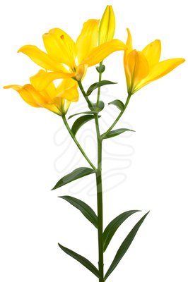 266x400 Yellow Lily Flower Clip Art