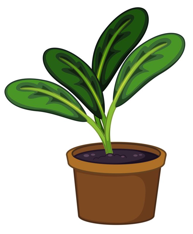 659x800 Lily Clipart Potted