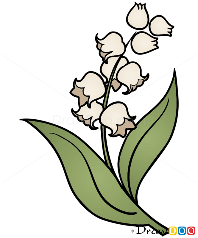 665x800 Collection Of Lily Of The Valley Flower Drawing High Quality
