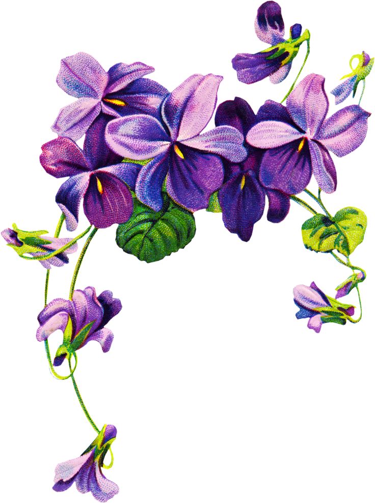 736x989 Violets Clip Art 366 Best Flower Illustrations Images