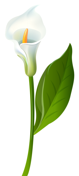 271x600 Calla Lily Transparent Png Clip Art Image Clipart