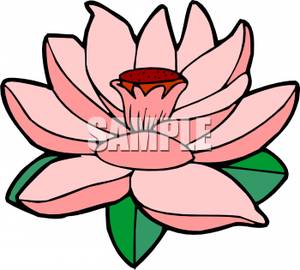 300x270 Lily Pad Clipart Lotus Plant