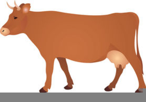 600x419 Clipart Vache Limousine Free Images