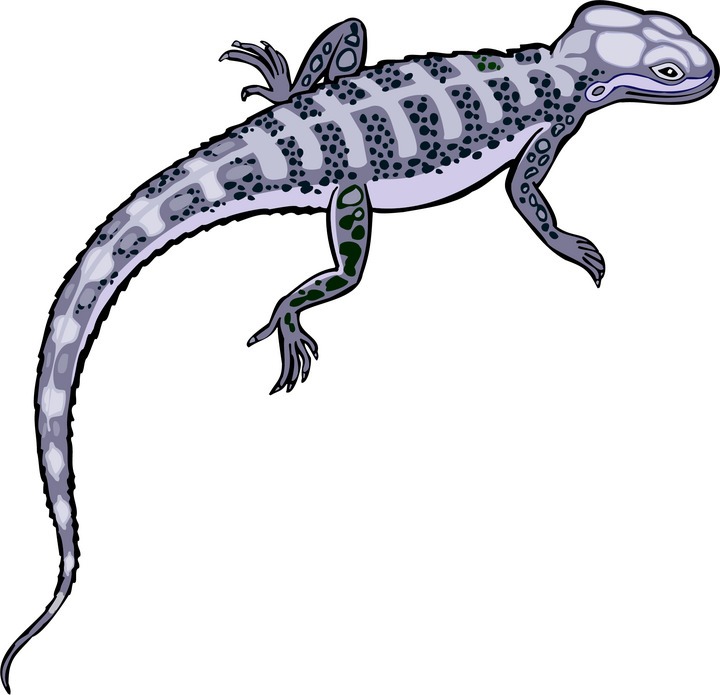 720x695 Free Lizard Clipart