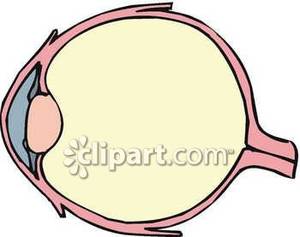 300x237 Diagram Of Human Eye Structure