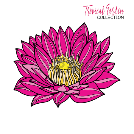 450x450 Tropical Lotus Clipart