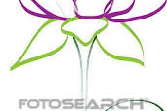 343x228 Lotus Flower Vector Art