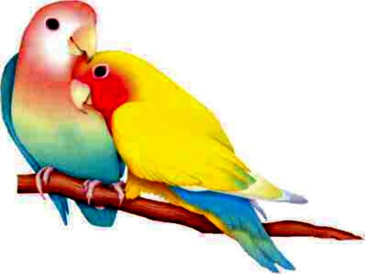 Lovebird Clipart