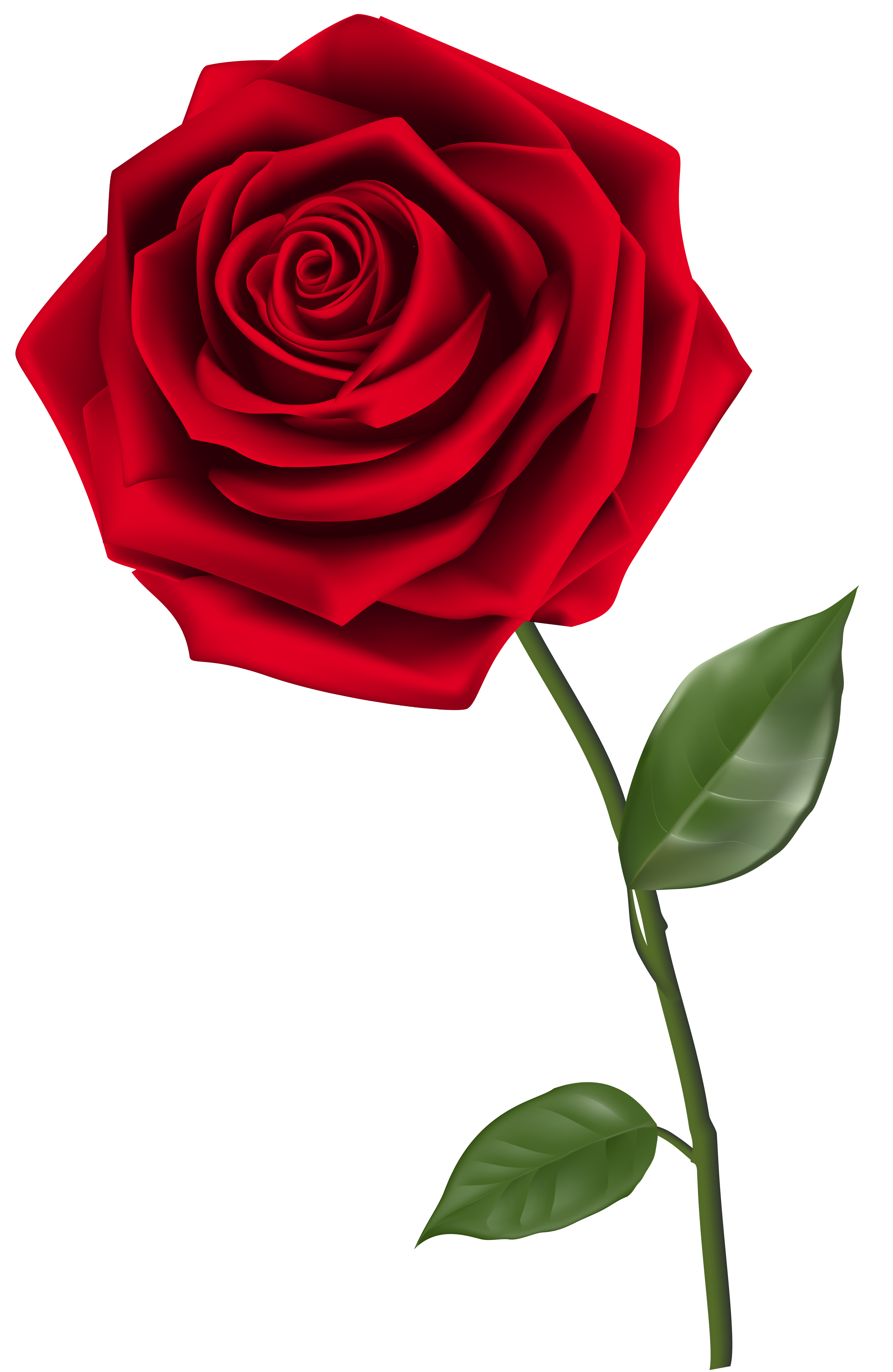 4026x6181 Strikingly Inpiration Clip Art Rose Single Red Png Clipart Image