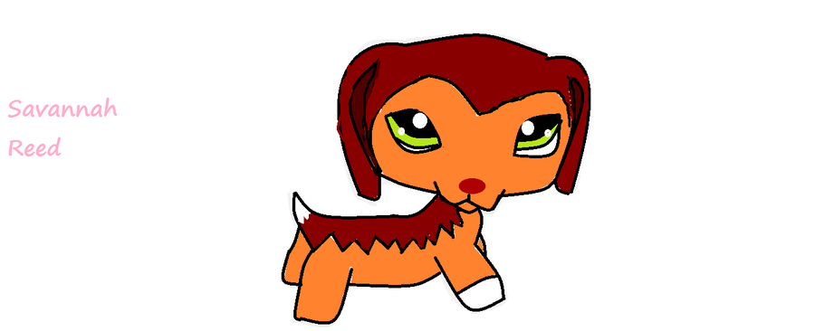 900x366 Littlest Pet Shop Pony Clipart