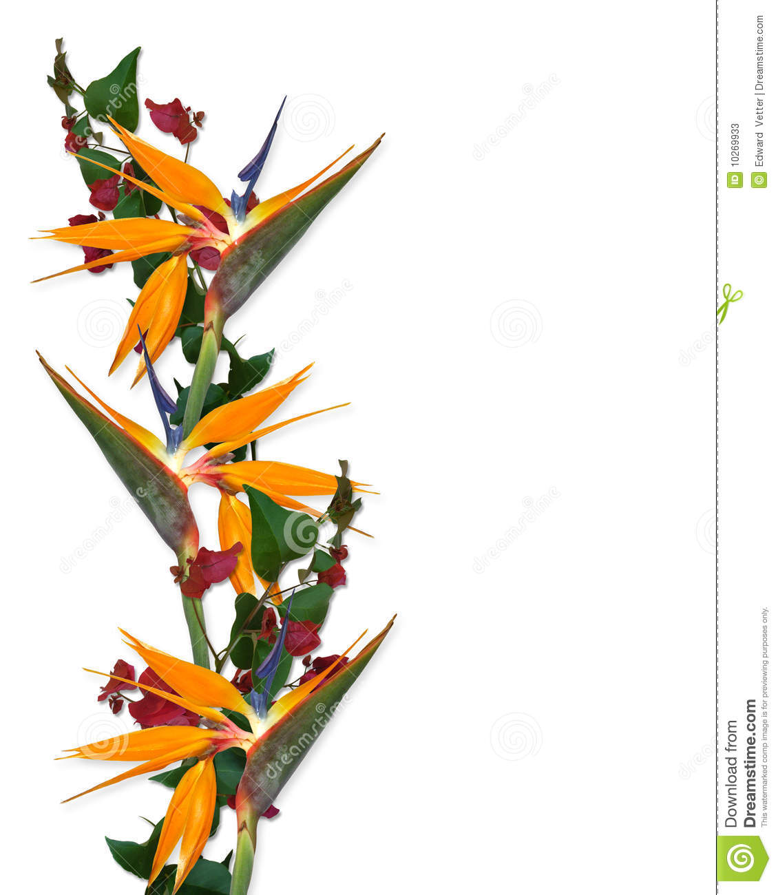 1130x1300 Tropical Flowers Clip Art Border