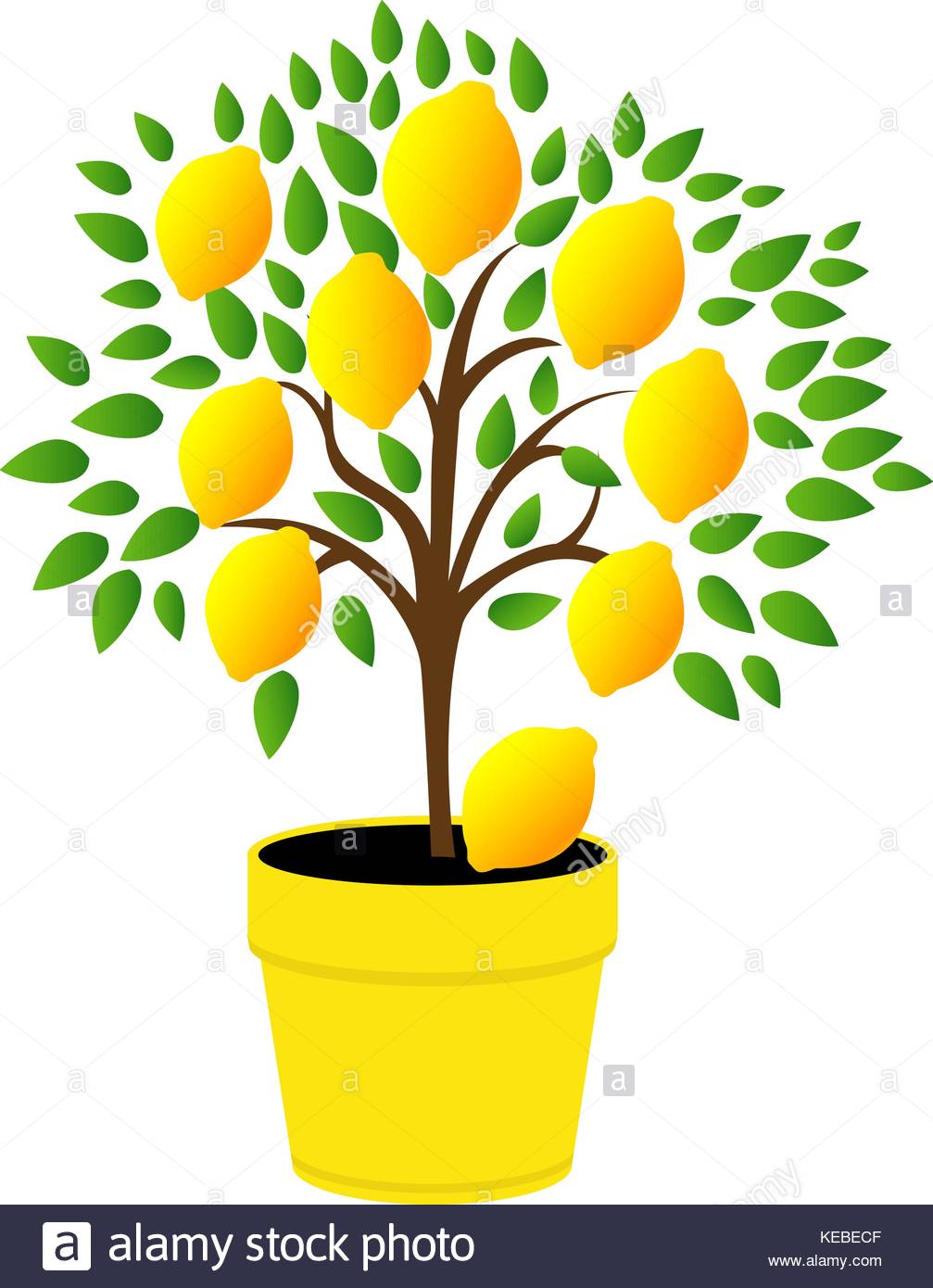 1007x1390 Lemon Tree Leaves Stock Vector Images