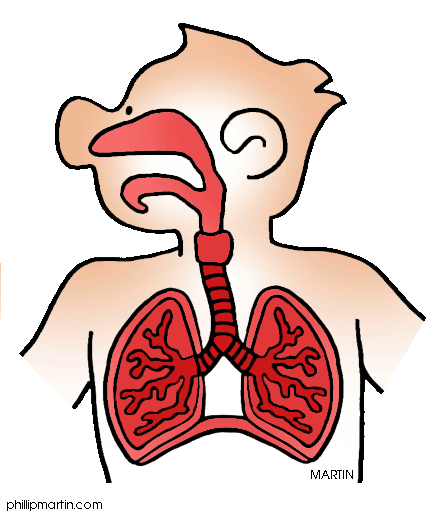 Lungs Clipart