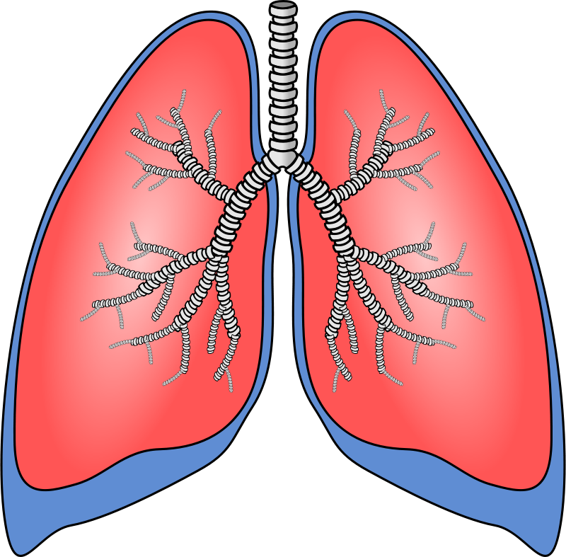 800x787 Free Clipart Polmoni