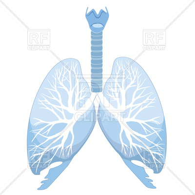 400x400 Human Lungs And Bronchi Royalty Free Vector Clip Art Image