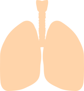 276x297 Lungs 2 Clip Art