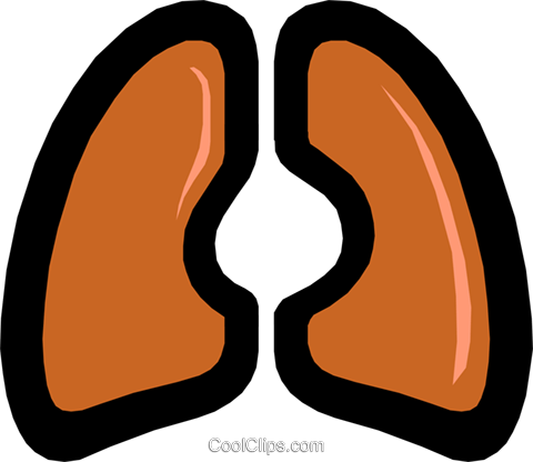 480x416 Lungs Royalty Free Vector Clip Art Illustration Medi0155