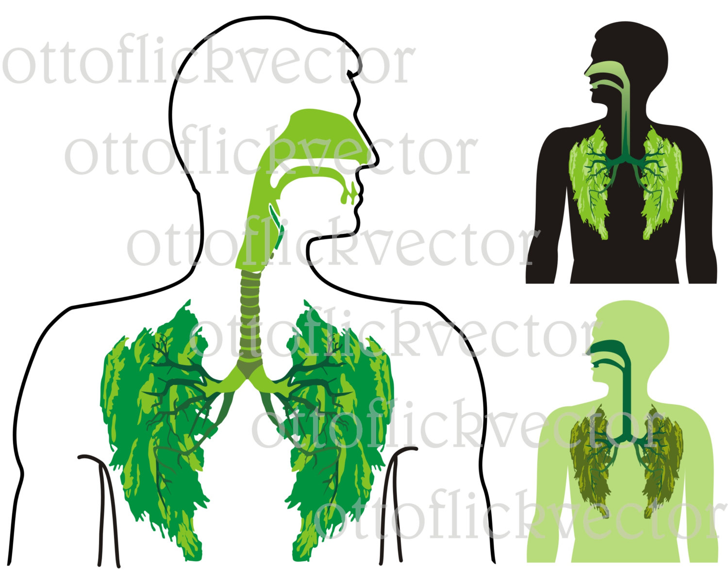 1500x1205 Organs Clipart Healthy Lung