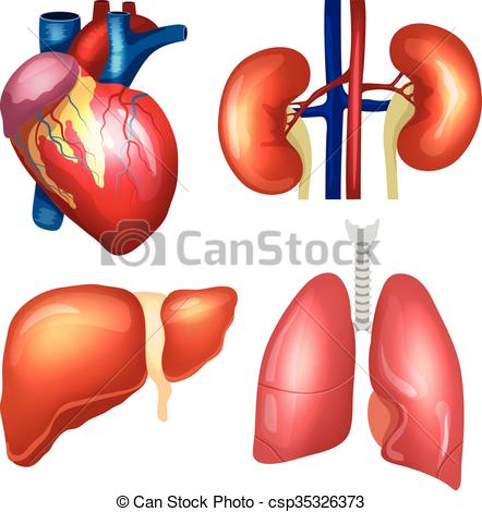 442x470 Realistic Human Organs Set. Heart, Lungs, Kidneys, Liver