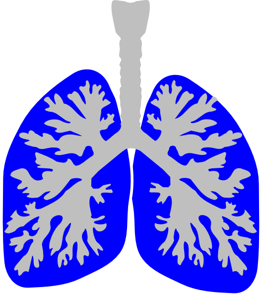 528x596 Lung Blue Clip Art