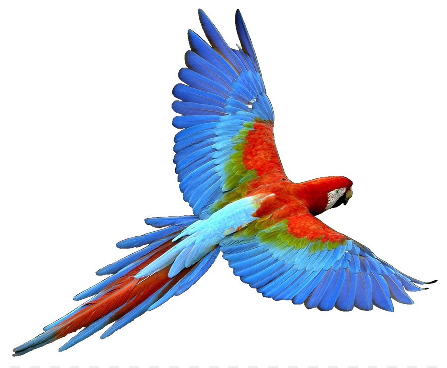 900x740 Parrot Bird Flight Cockatiel Clip Art