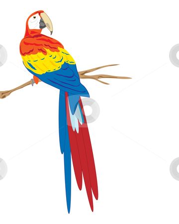 360x450 Awesome Macaw Clipart Scarlet