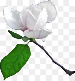 260x280 Flower Computer Software Clip Art