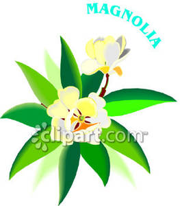 263x300 Magnolia Flower Clip Art Clipart Panda