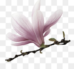 260x240 Magnolia Png And Psd Free Download