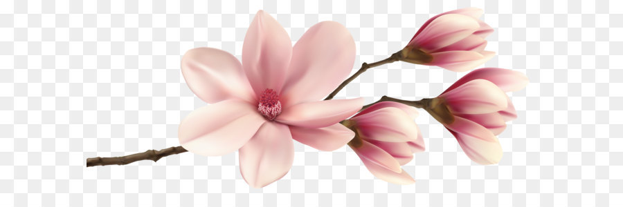 900x300 Southern Magnolia Clip Art