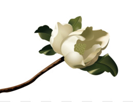 260x200 Southern Magnolia Magnolia Kobus Clip Art