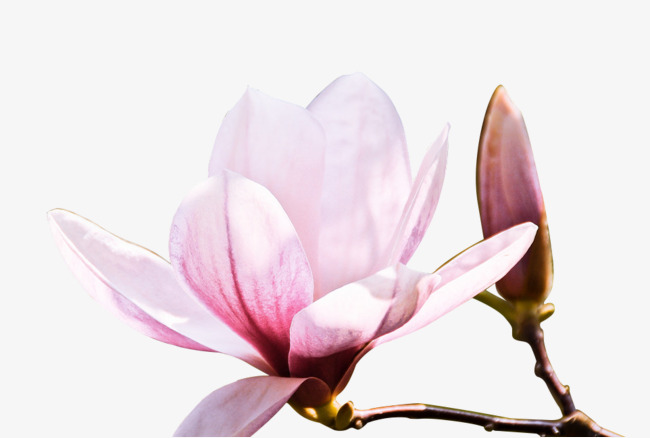 650x438 Strikingly Ideas Magnolia Clipart Illustrations And Clip Art 2 113