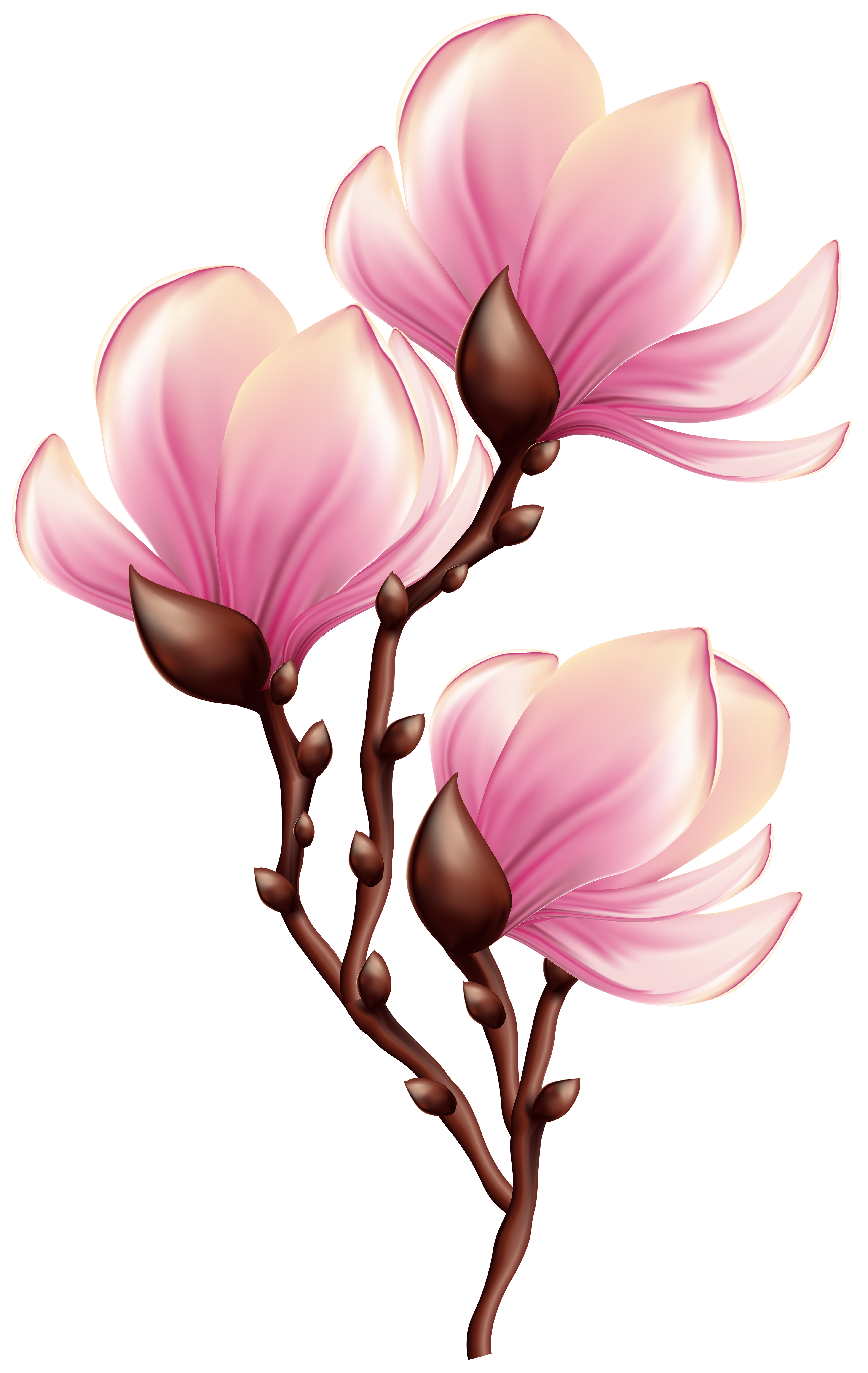3796x6000 Beautiful Blooming Branch Transparent Png Clip Art Image