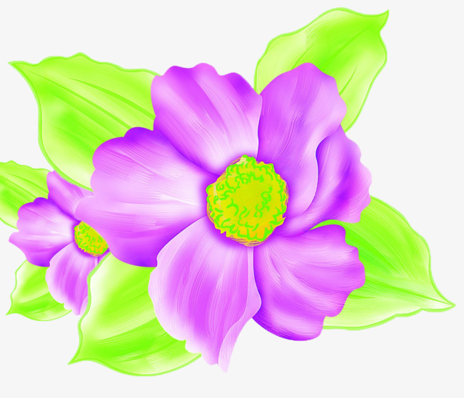 650x557 Cartoon Purple Magnolia, Magnolia, Magnolia Flower, Flowers Png