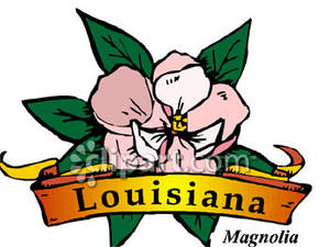 300x225 Magnolia, The State Flower Of Louisiana