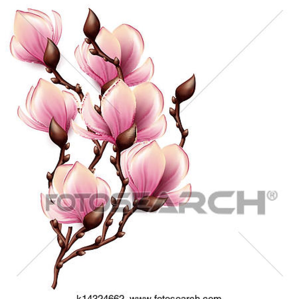 1024x1024 Magnolia Clipart Flower Clipart