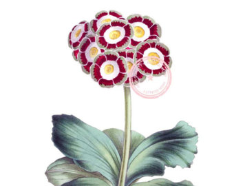 340x270 Pink Dahlia Clip Art, Png Pink Flower Digital Image, Vintage