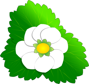 300x284 Strawberry Flower Clip Art