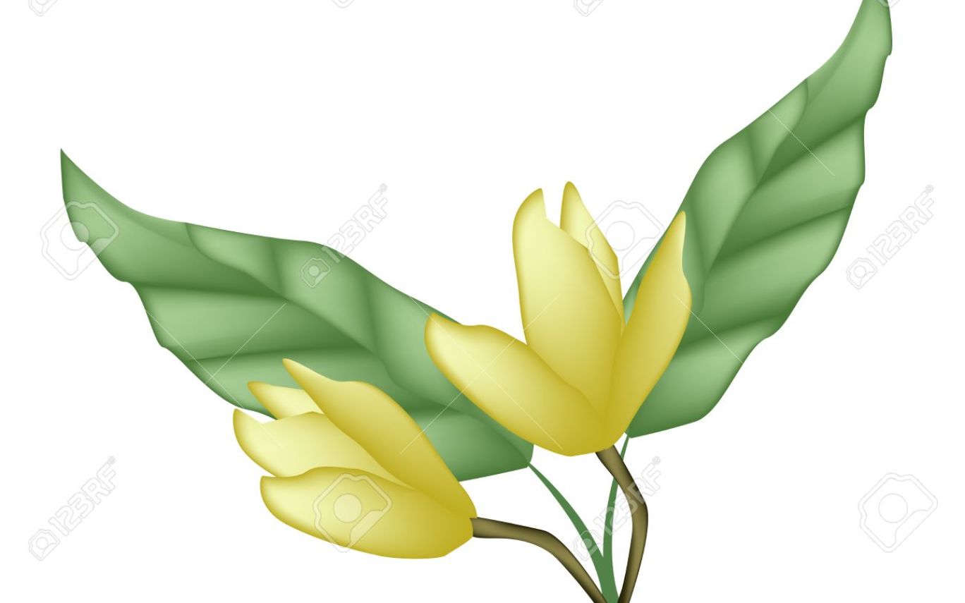 1368x855 Yellow Flower Clip Art Gardening Flower And Vegetables