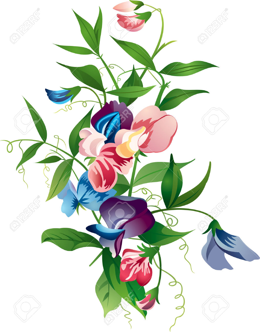 1016x1300 Sweet Pea Flower Clip Art