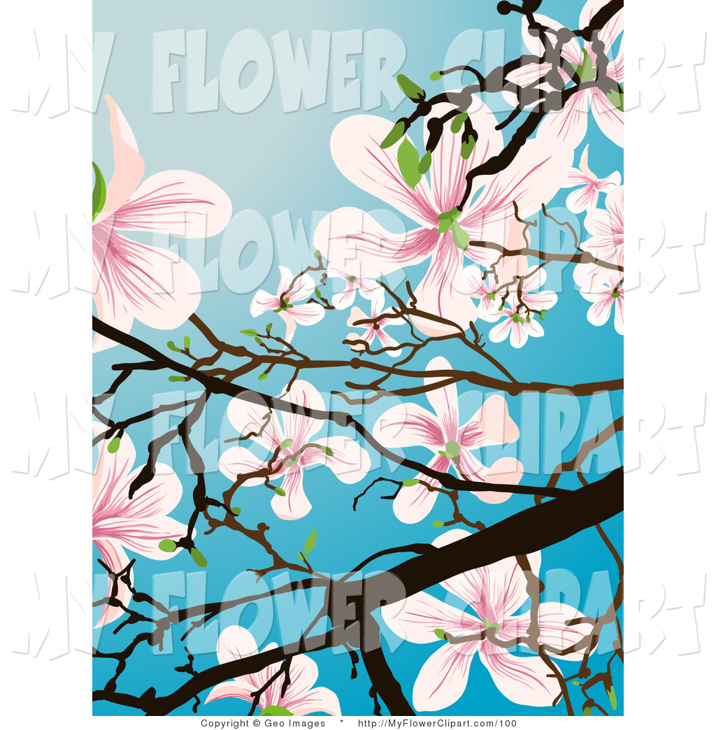1024x1044 Clip Art Of A Flowering Magnolia Tree On A Clear Blue Spring Day