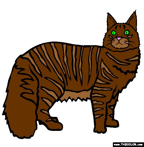 555x566 Maine Coon Clipart Main