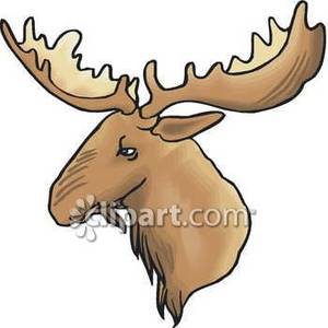 300x300 Majestic Moose Head