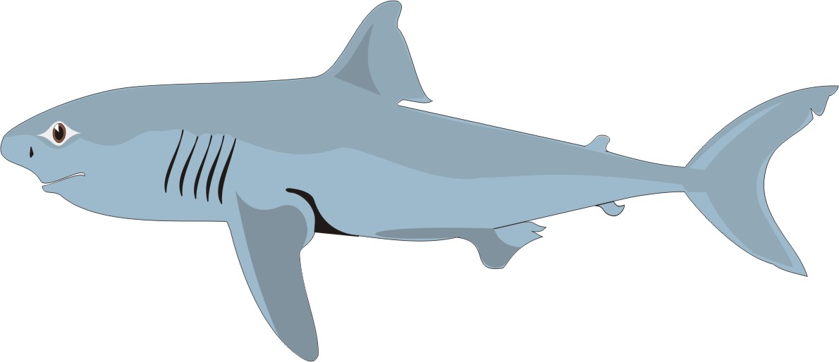 1190x514 Bull Shark Clipart Ikan