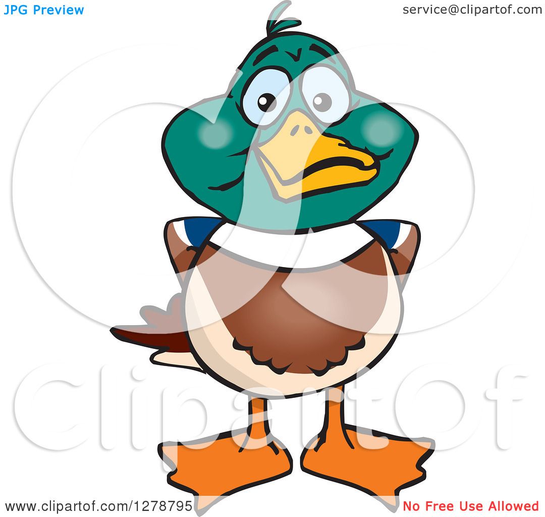 1080x1024 Clipart Of A Happy Mallard Drake Duck