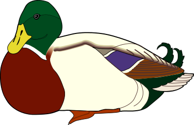 394x254 Amazing Mallard Duck Clipart