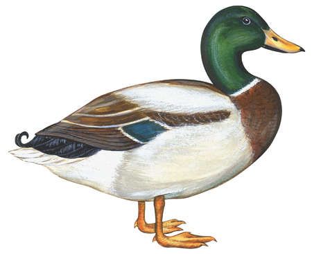 Mallard Duck Pencil Drawing at GetDrawings | Free download