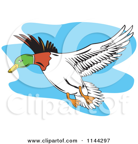 450x470 Mallard Duck Flying Clipart Panda