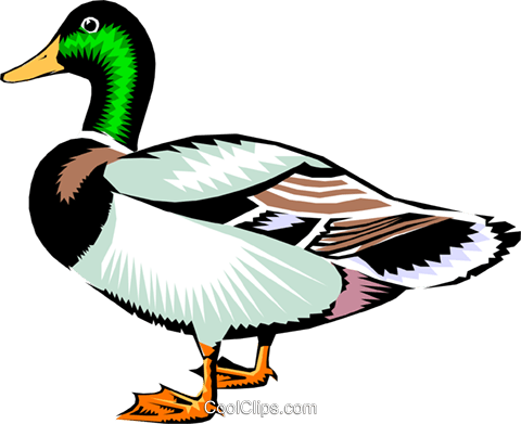 480x391 Mallard Duck Royalty Free Vector Clip Art Illustration Anim0213