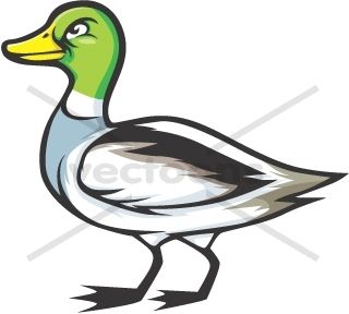 320x288 Best Of Mallard Duck Clipart